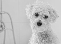 Как часто мыть собаку, которой шампунем?