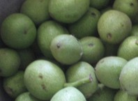 Как собирать орехи: сбор урожая грецкого ореха