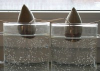 Как посадить косточку авокадо?