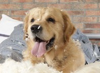 5 ответов на вопрос: » как воспитаться идеальную собаку»