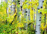 Что делать, если человек заблудился в лесу?