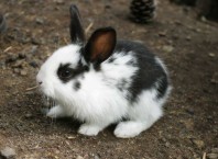 Как кормить и присматривать за кроликами?