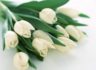 Как оформить букет белых тюльпанов?