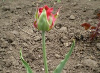 Как пересадить тюльпаны? Пересадка тюльпанов