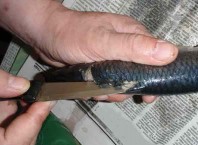 Как очистить селедку одному движением?