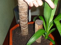 Как пересадить отросток юкки?