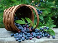 Как собирать чернику?