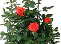 Как посадить семена в горшок: роза на окне