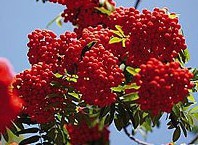 Как пересадить рябину: советы садовника