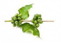 Цена на зеленый кофе в Бресте: приятный сюрприз для тех, что худеют!