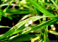 Как образовывается роса?