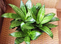 Как размножается щучий хвост? Как размножается щучий хвост?