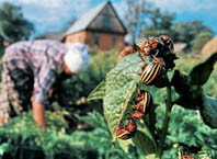 Как избавиться от колорадского жука?