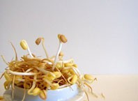 Как прорастить чечевицу?